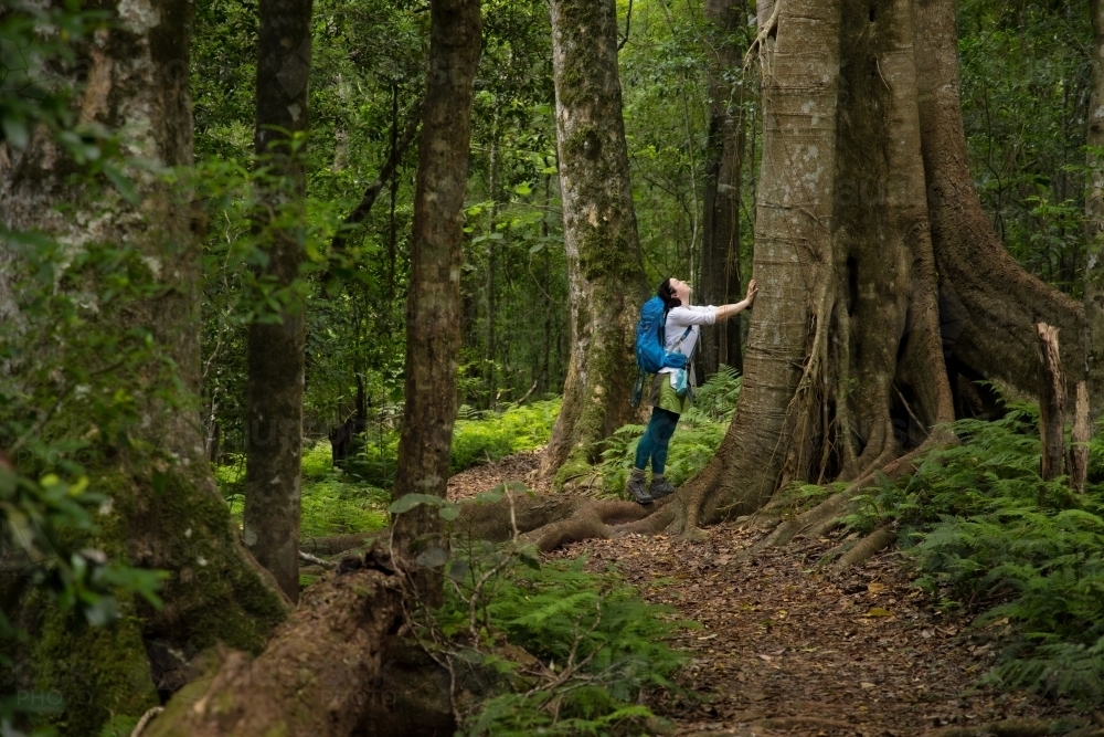 A female hiker pauses while looking up a tree on a trail in the Bunya Mountains - Australian Stock Image
