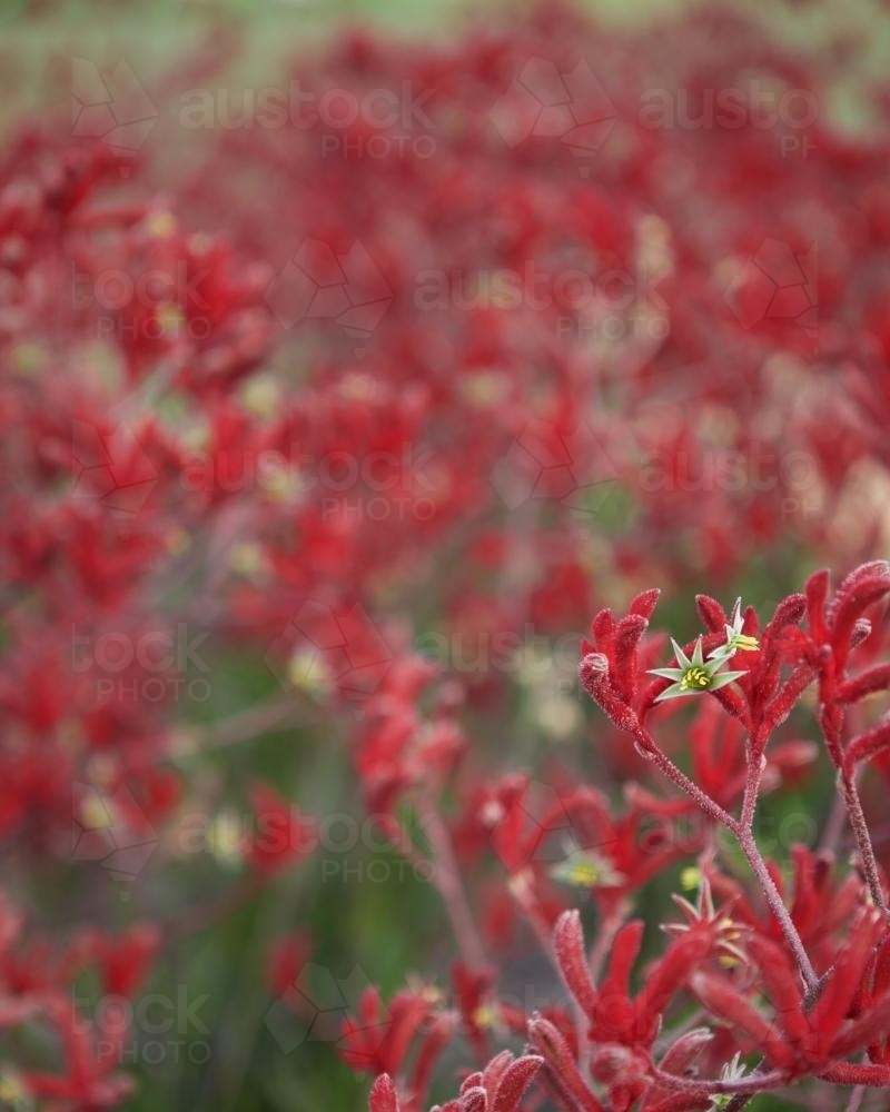 A field of red kangaroo paws - Australian Stock Image