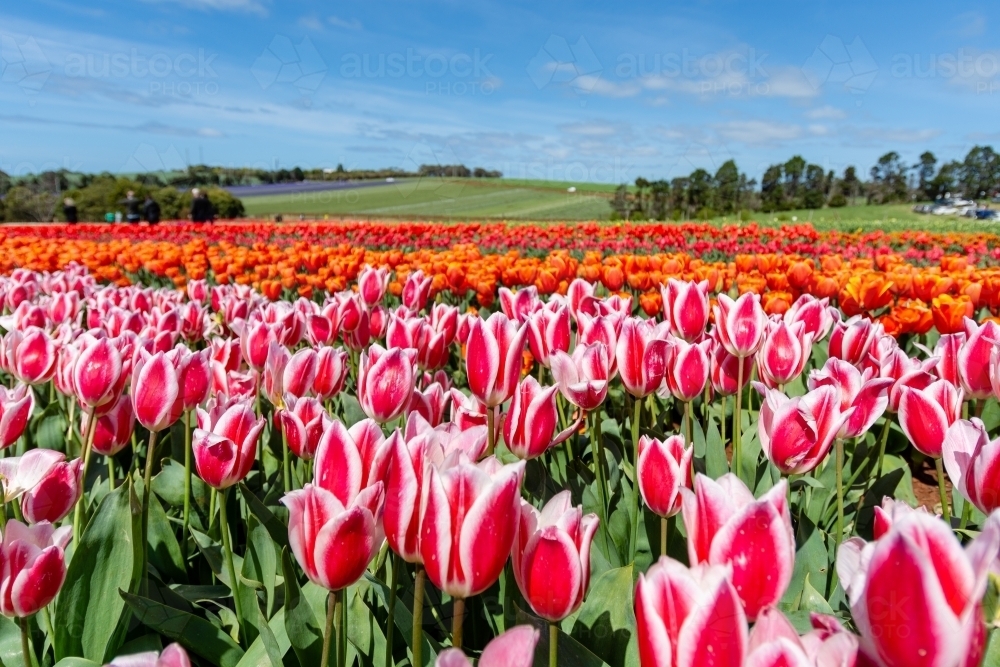 A Field of Tulips during the Bloomin Tulips Festival - Australian Stock Image