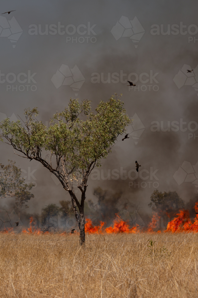 A fire burning in dry grass with birds flying overhead - Australian Stock Image