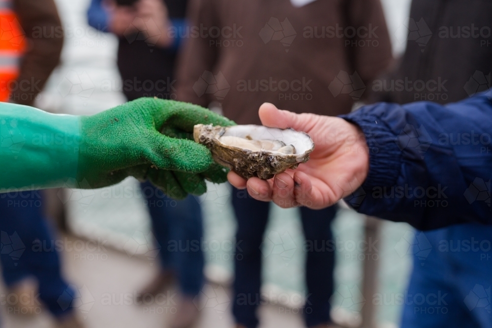 A fisherman passing a freshly shucked pacific oyster on an oyster boat - Australian Stock Image