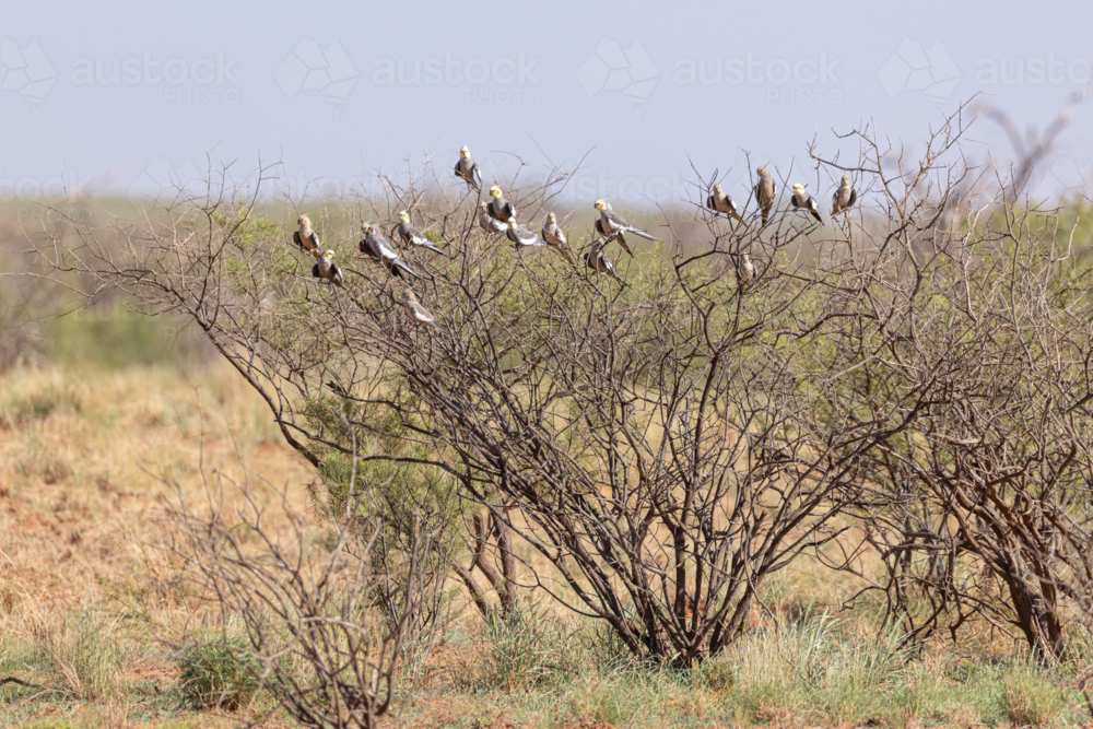 A flock of cockatiels (Nymphicus hollandicus) perched on a dry shrub in arid habitat - Australian Stock Image