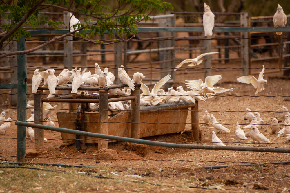 A flock of corellas drinking at a water trough - Australian Stock Image
