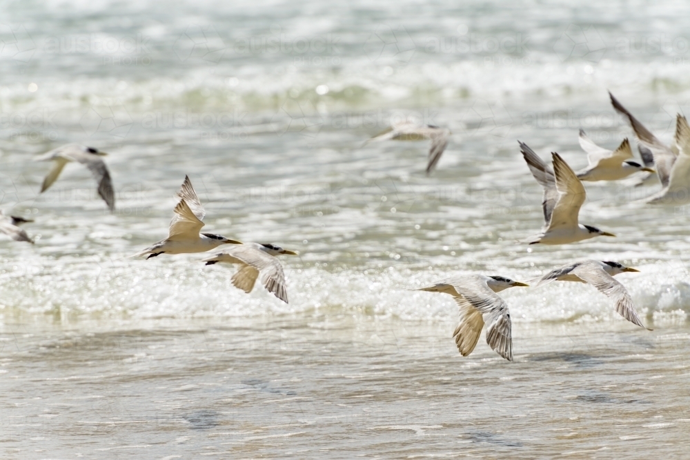 A flock of Crested Terns flying low over the sparkling incoming waves - Australian Stock Image