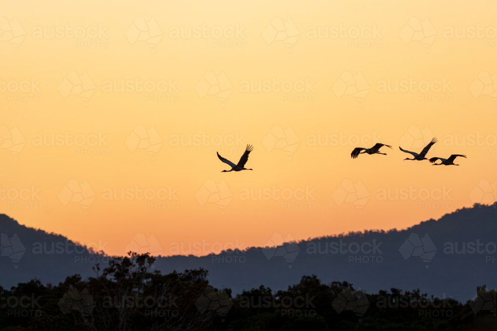A flock of four Sarus Cranes (Antigone antigone) flying at dusk. - Australian Stock Image