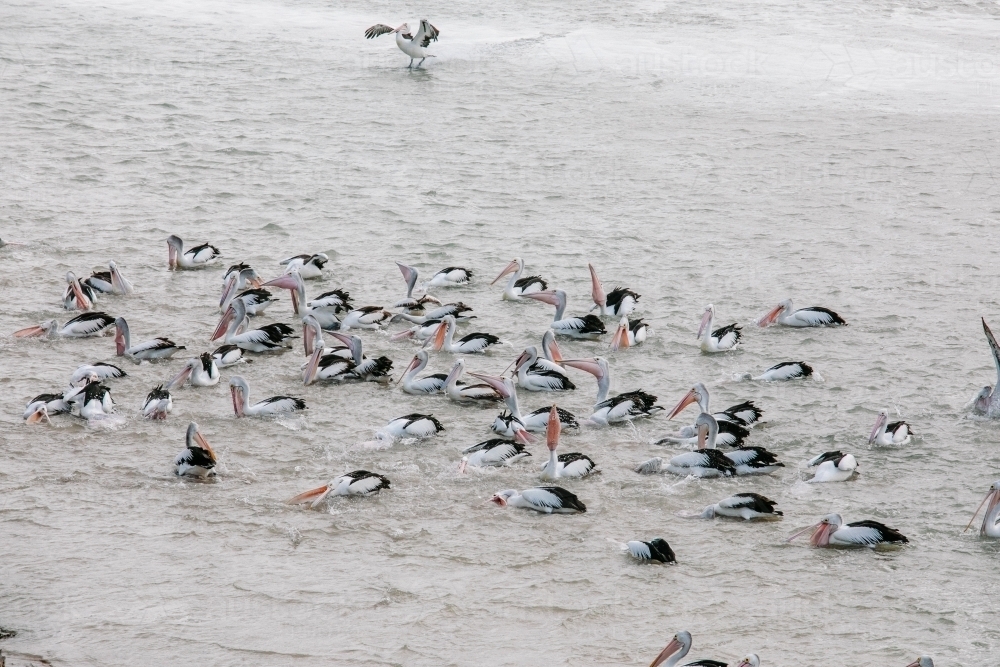 A flock of pelicans catching fish - Australian Stock Image