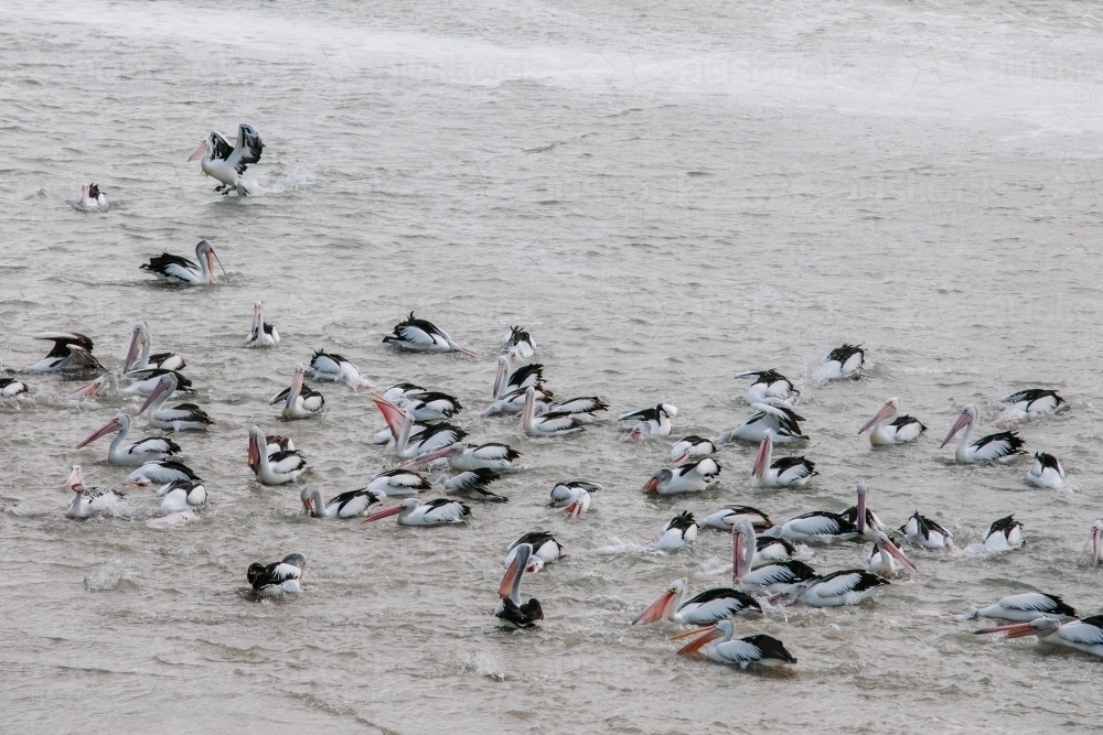 A flock of pelicans catching fish in an estuary - Australian Stock Image