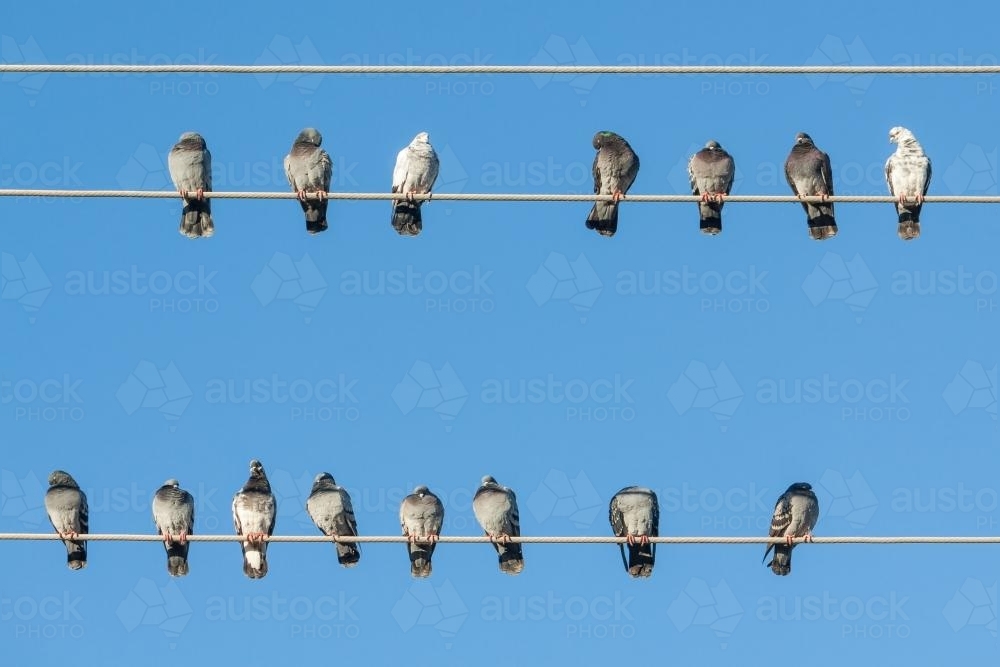 A flock of pigeons sitting on overhead power lines - Australian Stock Image