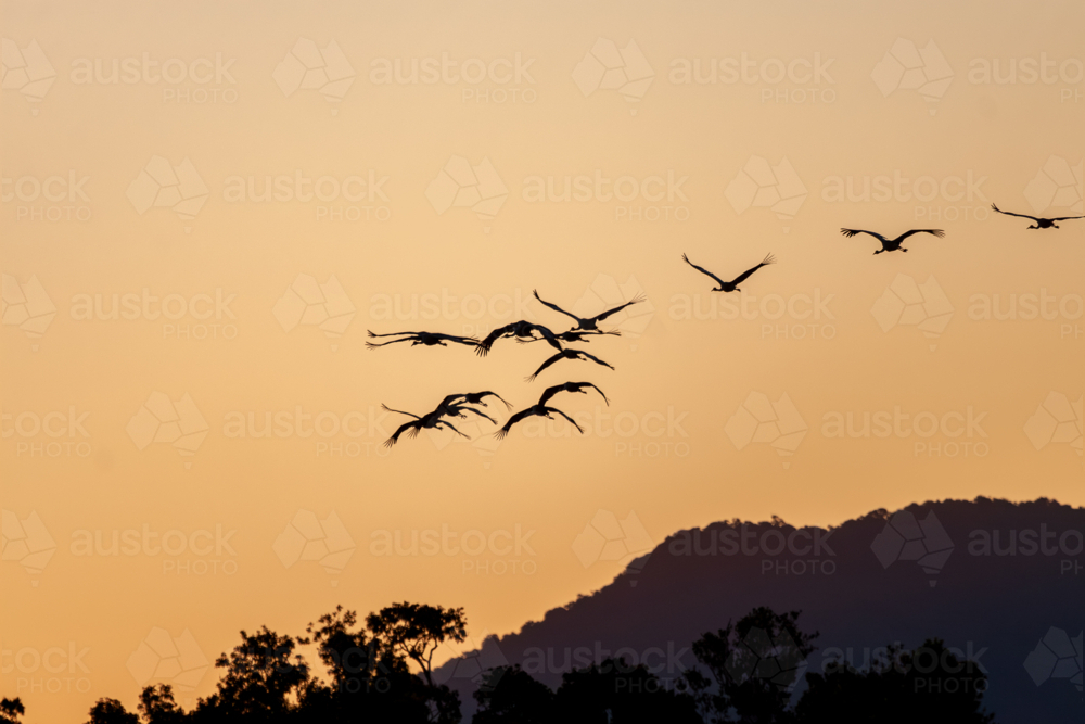 A flock of Sarus Cranes (Antigone antigone) flying at dusk. - Australian Stock Image
