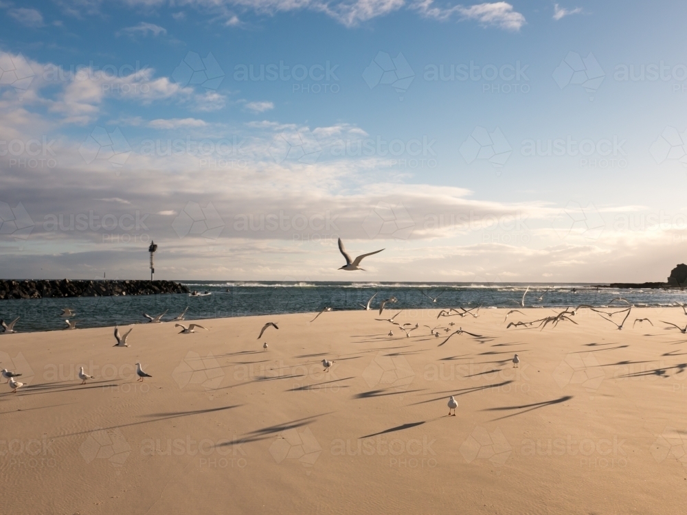 A flock of seagulls taking flight off a sandy beach - Australian Stock Image