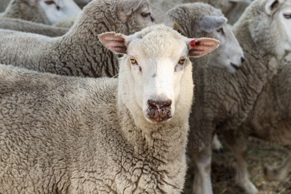 A flock of sheep and one ewe looks forward - Australian Stock Image