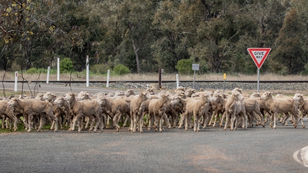 A flock of sheep being herded down the highway - Australian Stock Image