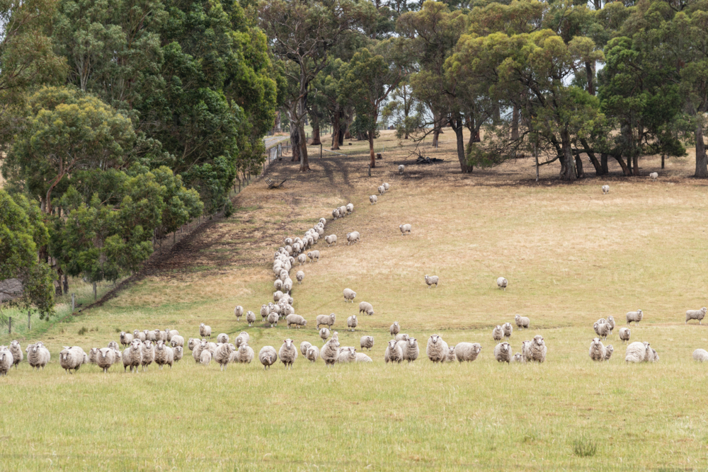 a flock of sheep line up in a field - Australian Stock Image