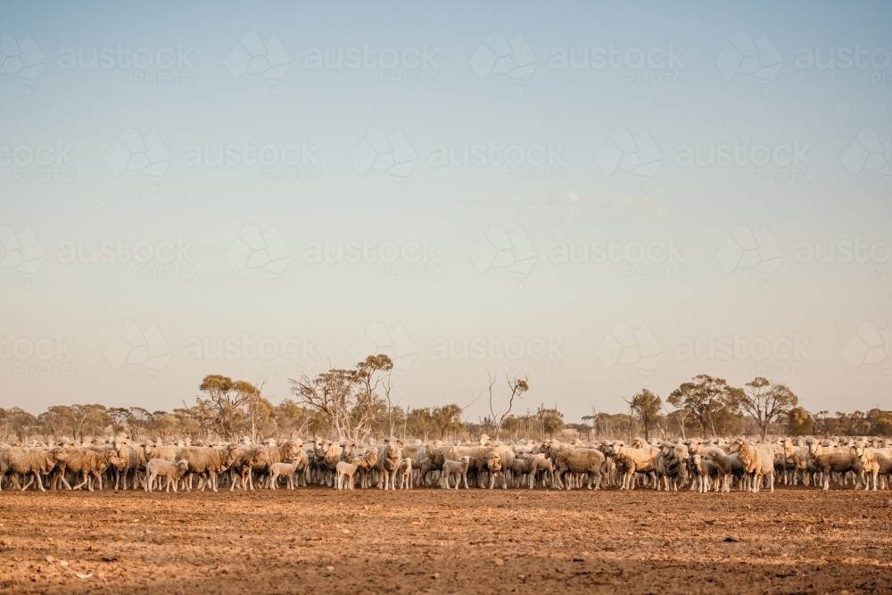 A flock of sheep standing in the countryside enclosed - Australian Stock Image