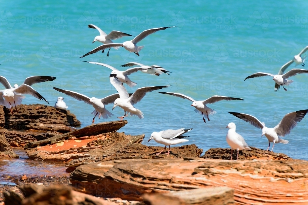 A flock of silver gulls landing on colourful rocks with a beautiful backdrop of turquoise sea water - Australian Stock Image