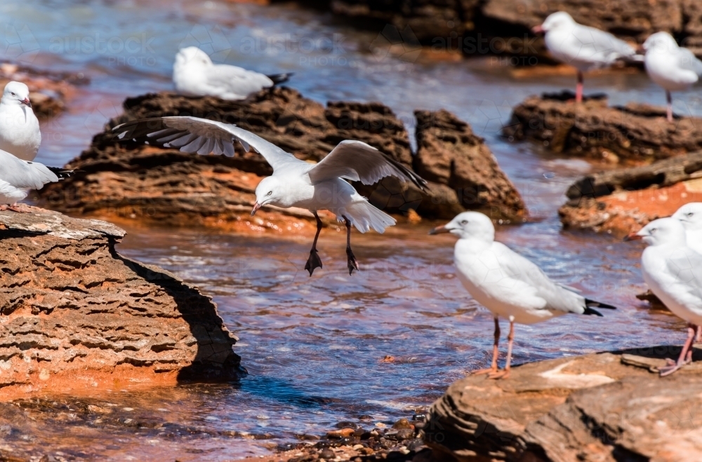 A flock of silver gulls on colourful rocks - Australian Stock Image