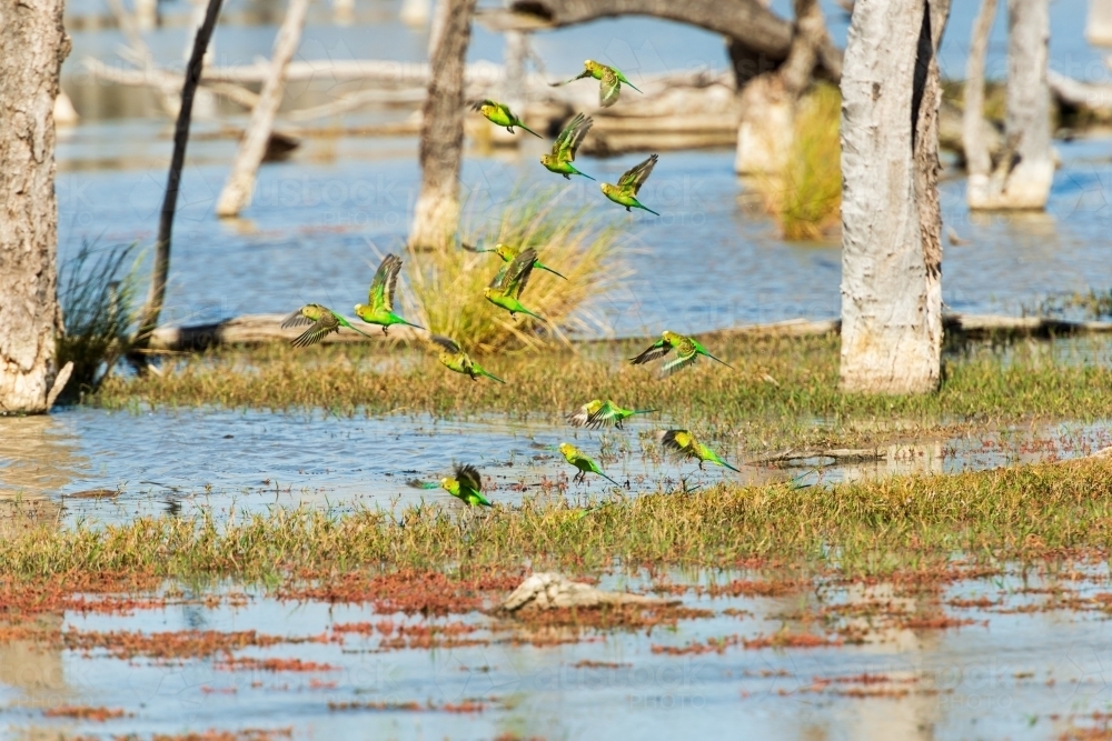 A flock of wild budgerigars coming down to a lake to drink. - Australian Stock Image