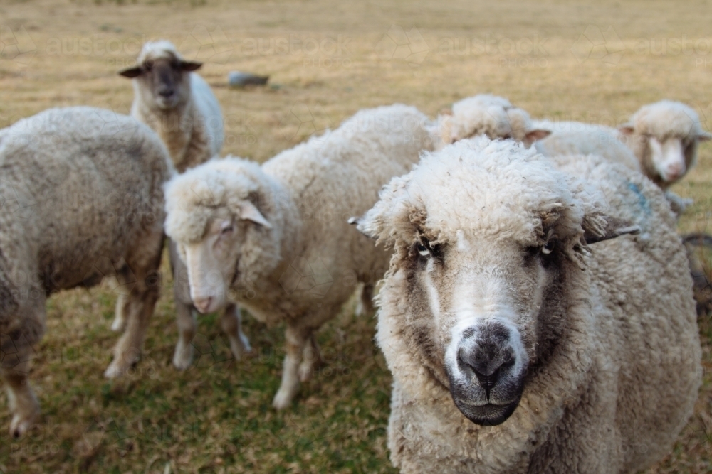 A flock of woolly white sheep in a paddock - Australian Stock Image