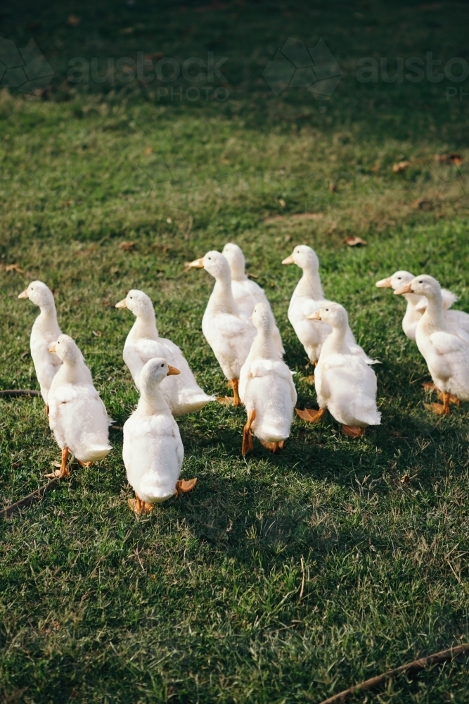 A flock of young ducklings waddling free around the farm - Australian Stock Image
