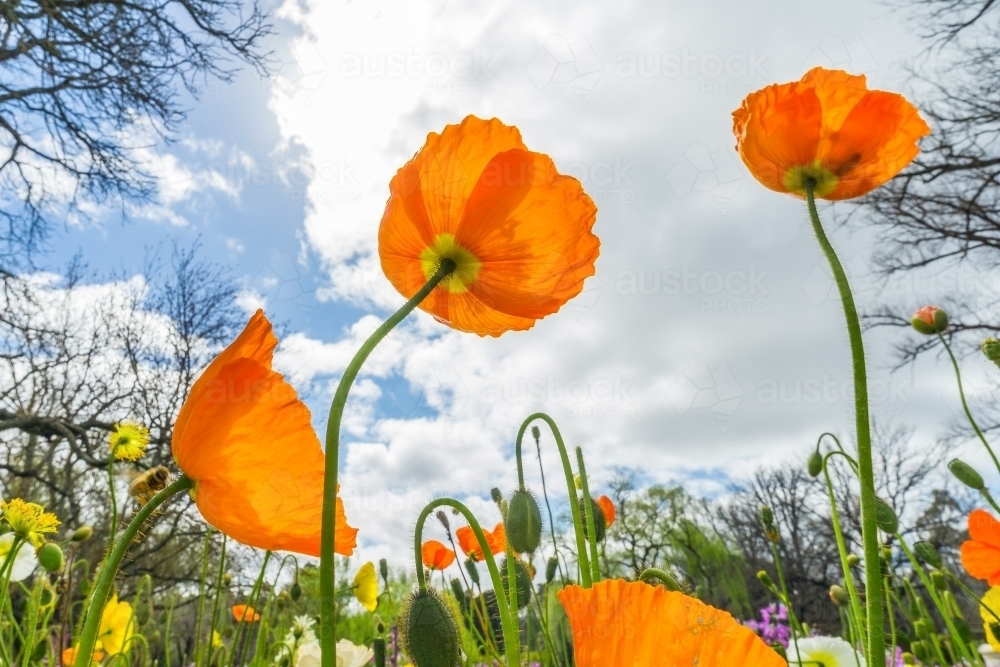 A flower bed of orange poppies highlighted against the sky - Australian Stock Image