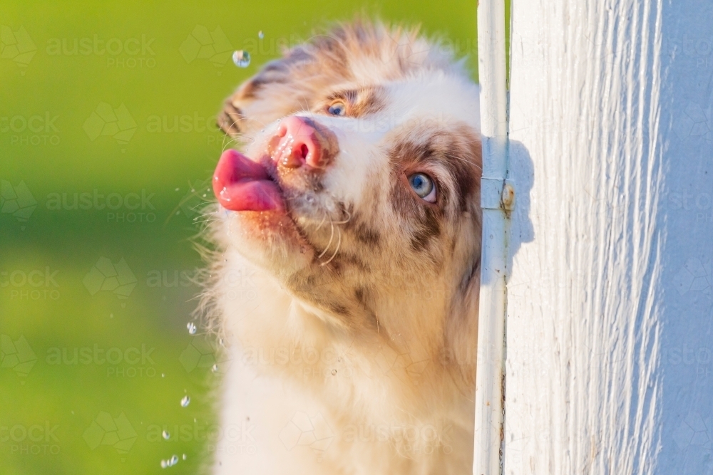 A fluffy puppy with its tongue out trying to catch drips of falling water - Australian Stock Image