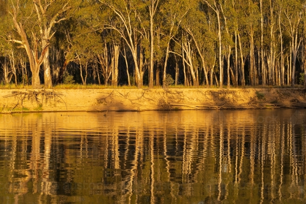 A forest of young gum trees on a river bank reflected in the water in late afternoon sunshine - Australian Stock Image