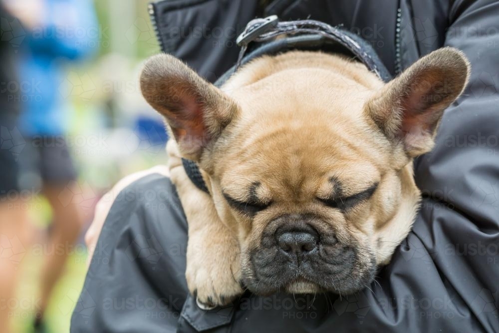 A French Bulldog puppy sleeps in it's owners arms - Australian Stock Image