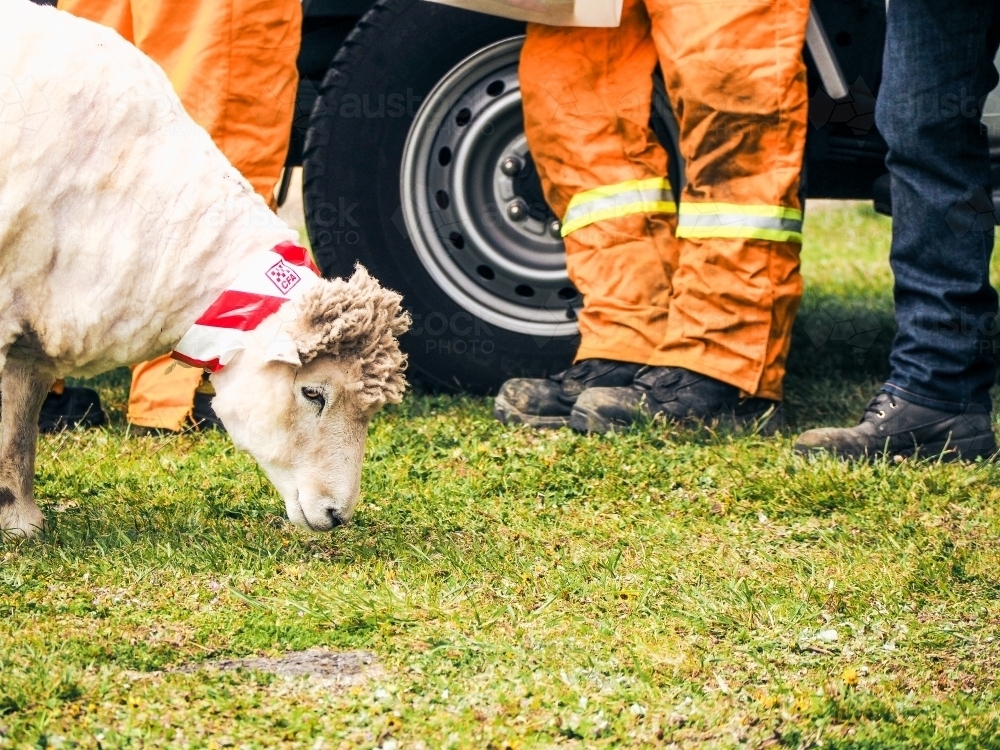 A freshly shorn sheep promoting the country fire authority at a country show. - Australian Stock Image