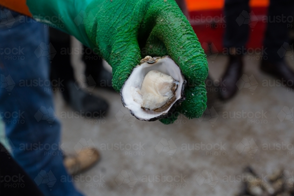 a freshly shucked oyster on an oyster boat - Australian Stock Image