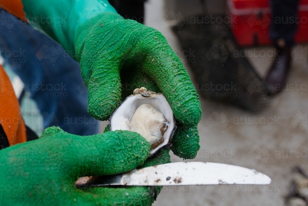 A freshly shucked pacific oyster on an oyster boat - Australian Stock Image