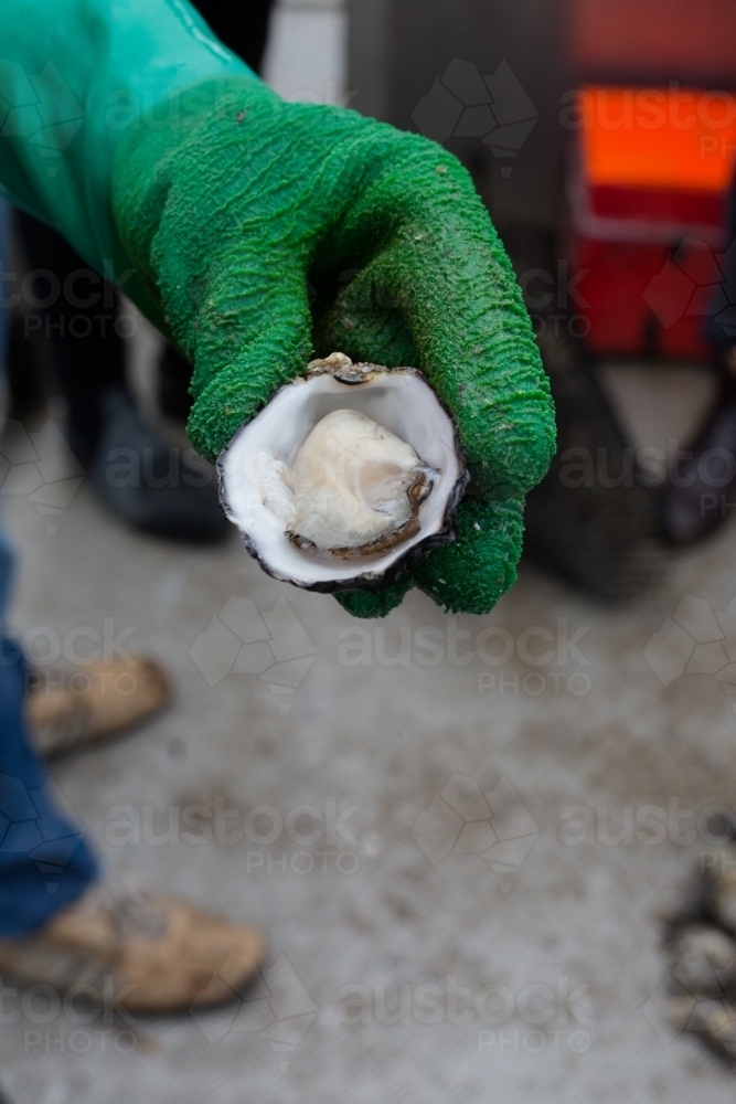 a freshly shucked pacific oyster on an oyster boat - Australian Stock Image