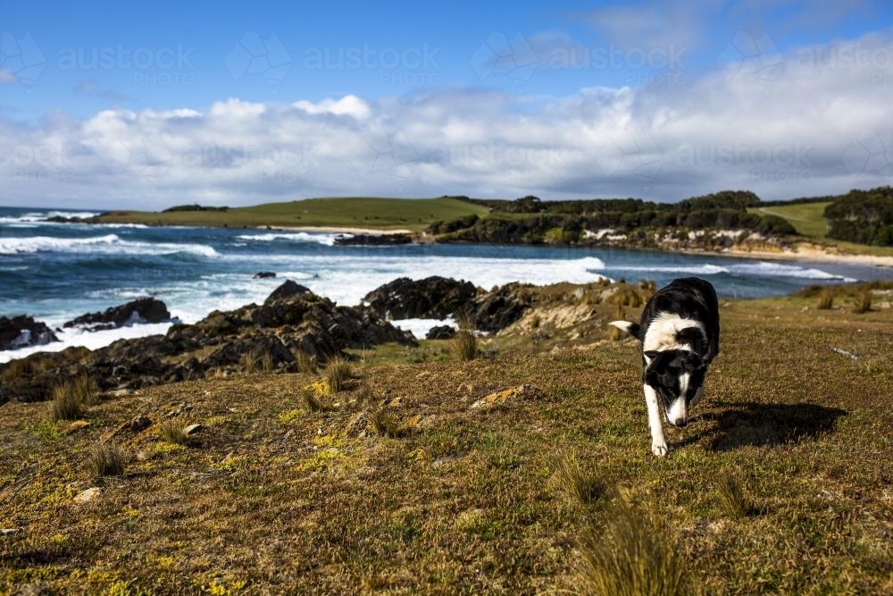 A friendly border collie sheep dog on the shoreline of King Island - Australian Stock Image