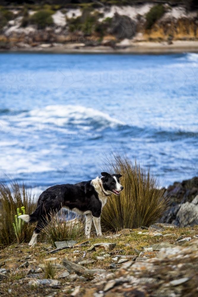A friendly border collie sheep dog standing on the shoreline of King Island - Australian Stock Image
