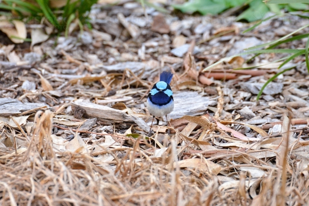 A front on view of a male superb fairy-wren - Australian Stock Image