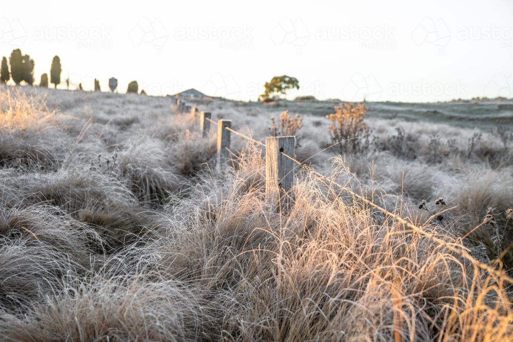 A frosty morning and a frozen field - Australian Stock Image
