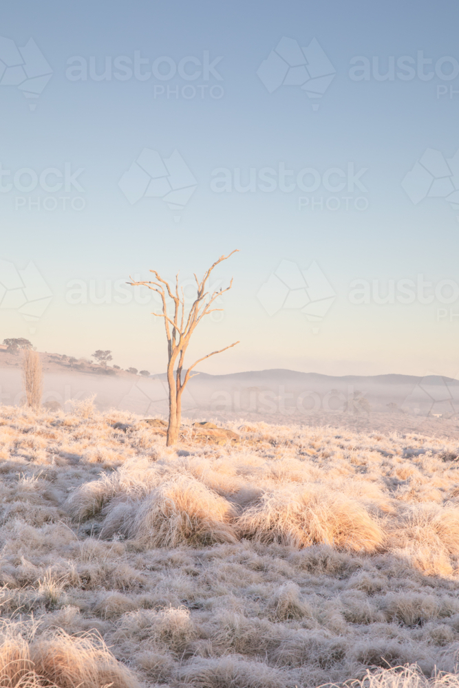 A frozen field, a lone tree and a winter scene - Australian Stock Image