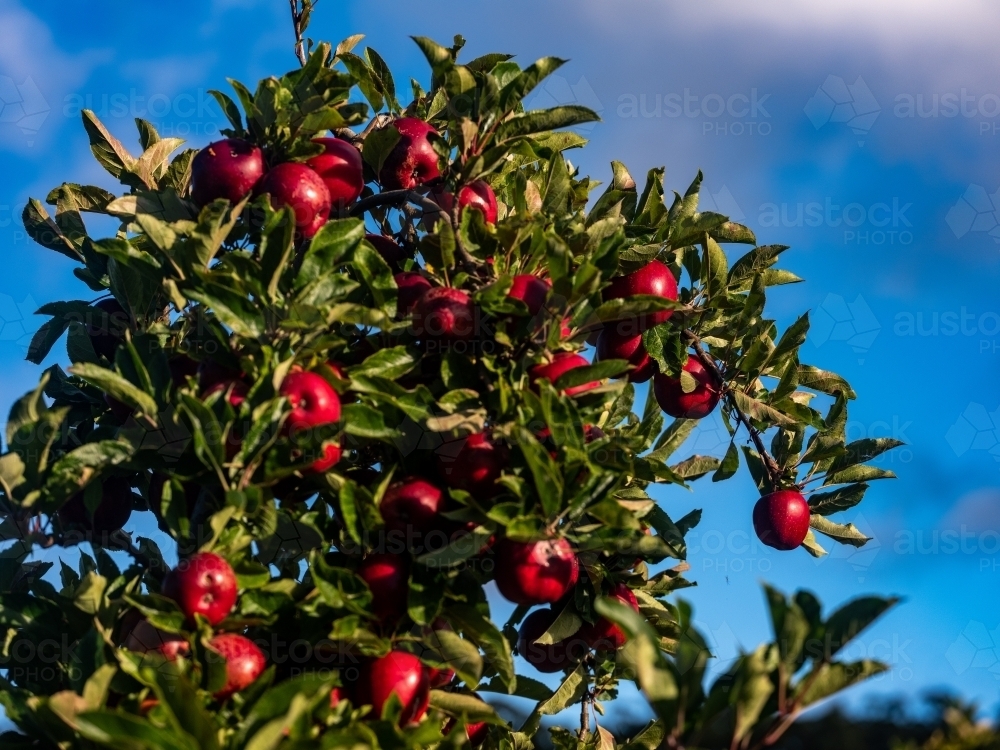 A fruit tree full of ripe apples under a clear blue sky - Australian Stock Image