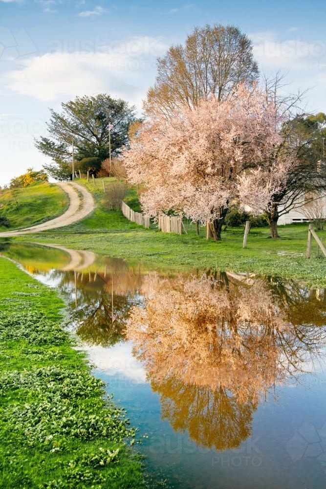 A fruit tree in full blossom reflected in a large puddle - Australian Stock Image
