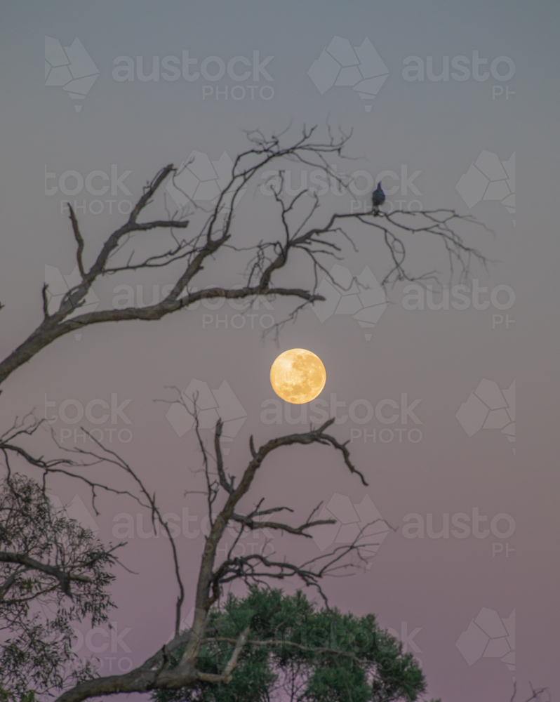 A full moon in  muted sky against the silhouette of a bare tree - Australian Stock Image