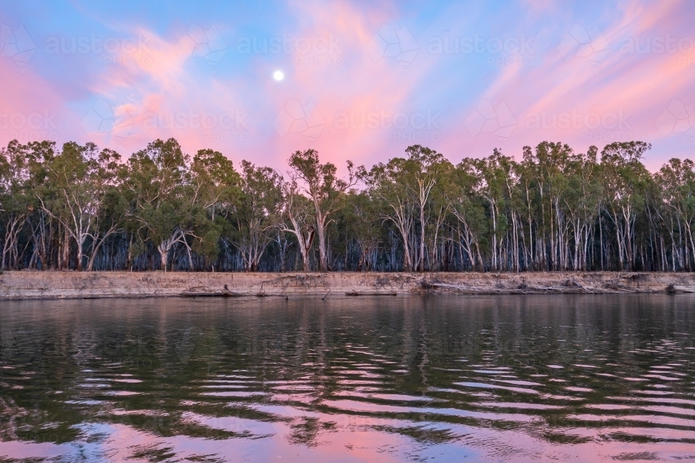 A full moon setting in a pink sky reflected over the Murray River - Australian Stock Image