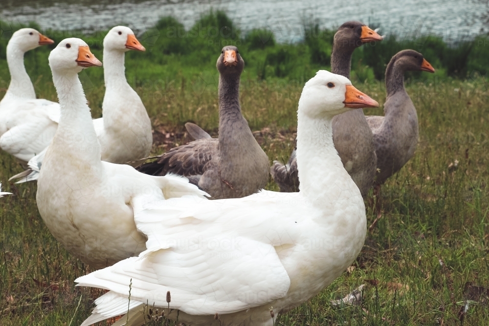 Image of A gaggle of geese standing next to a dam Austockphoto