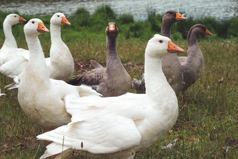 A gaggle of geese standing next to a dam - Australian Stock Image