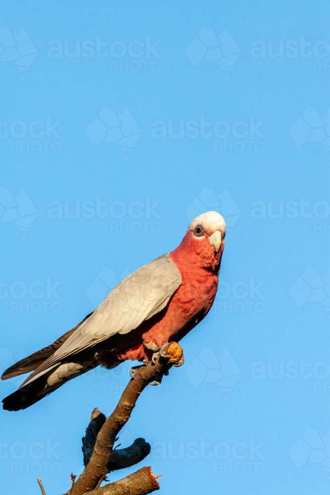 A Galah (Eolophus roseicapilla) perched on end of branch under clear blue sky. - Australian Stock Image
