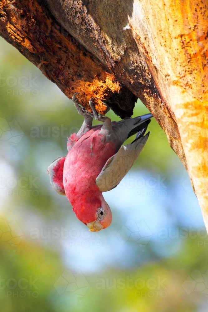 A Galah hangs inverted from a tree trunk - Australian Stock Image