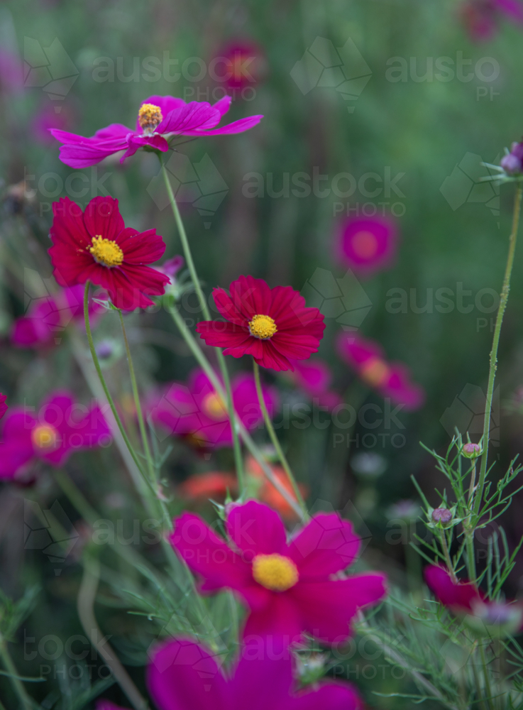 A garden of pink flowers against a green backdrop - Australian Stock Image