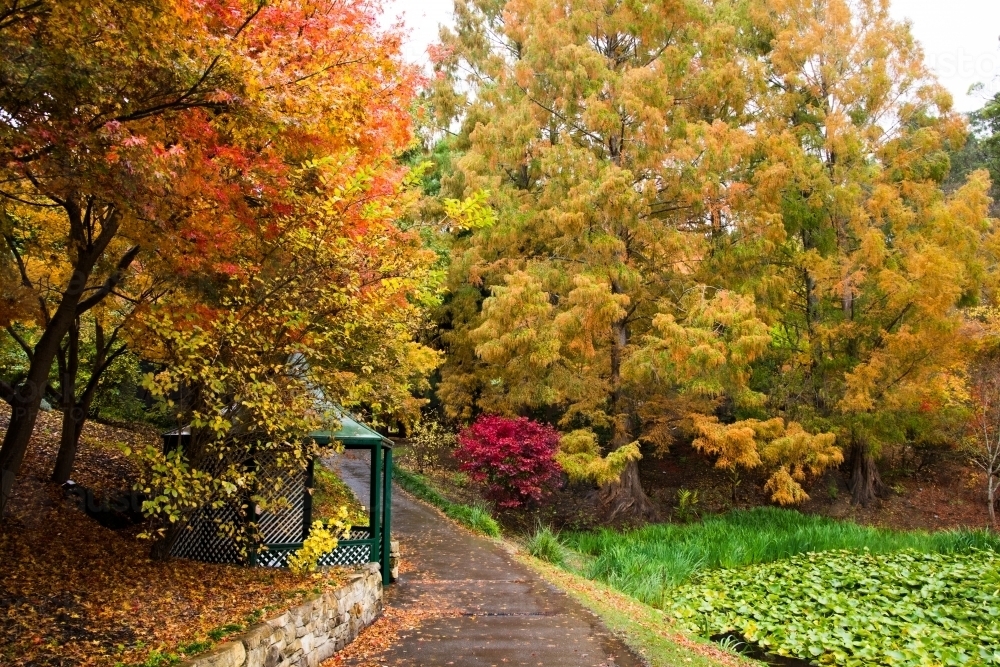 A garden path leading through the autumn coloured foliage at Mt Lofty - Australian Stock Image