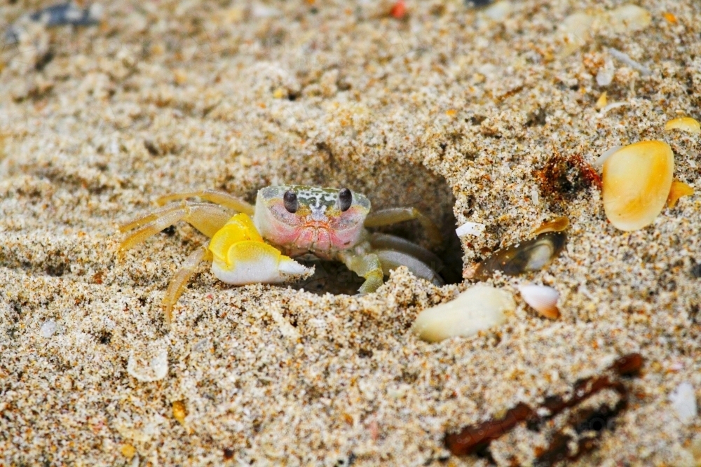 A ghost crab on the edge of its sandy burrow - Australian Stock Image