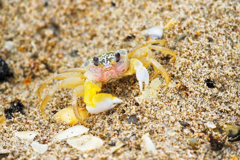 A ghost crab on the sand outside its burrow - Australian Stock Image
