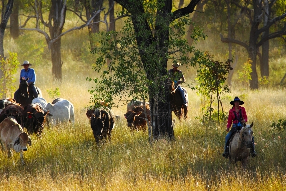 A girl in her twenties and two mature men mustering cattle in thick grass near Eidsvold - Australian Stock Image