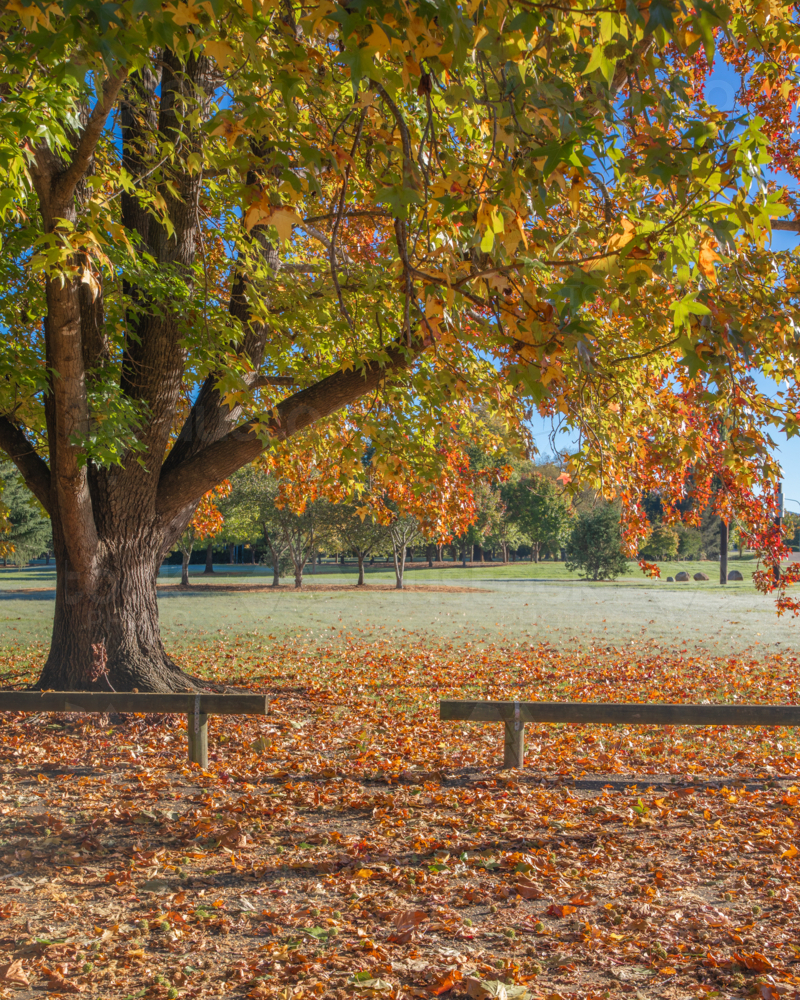 A golden autumn morning in a country park - Australian Stock Image